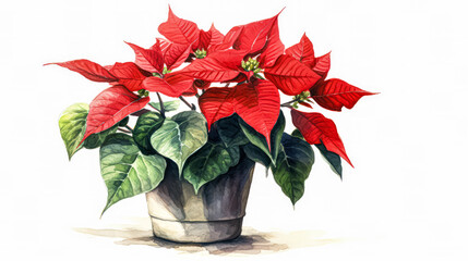 A vibrant red poinsettia thrives in a garden, adding festive charm and color to the outdoor space.