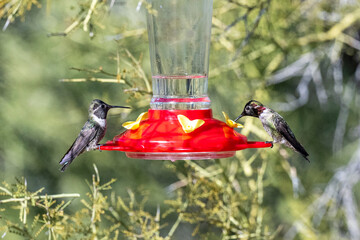 Beautiful humingbirds iaround a feeder