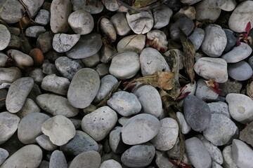 A small round gray stone with a smooth surface.