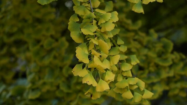 Gingko Tree Branch in Autumn in London Handheld Video