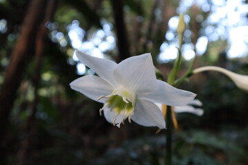 white magnolia flower