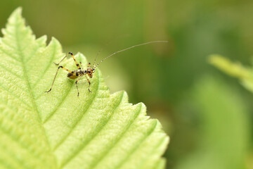 Leaf Katydid Nymph of the Subfamily Phaneropterinae