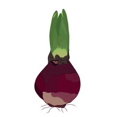 Vector illustration of flower bulb