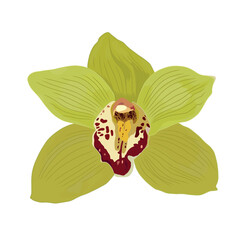 Vector illustration of orchid flower