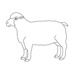 Sheep icon