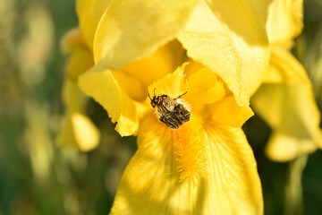 Yellow iris flower and a beetle sitting on the petals.