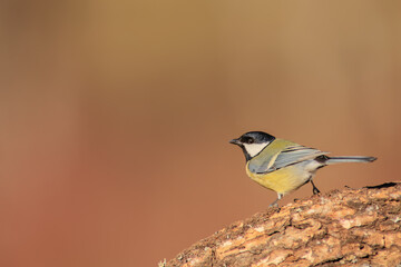 Carbonero común - Parus major - Great tit