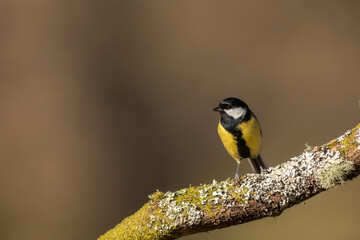 Carbonero común - Parus major - Great tit