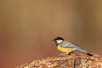 Carbonero común - Parus major - Great tit