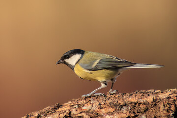 Carbonero común - Parus major - Great tit