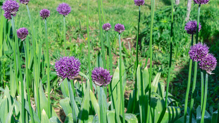 Blooming purple garlic on a background of green grass. Garlic for eating and cooking. Plants with a large amount of vitamins and nutrients for human health.