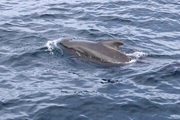 Fototapeta premium Amidst the cool, rolling waves, a pilot whale is captured in its natural habitat, near the remote beauty of the Lofoten Islands