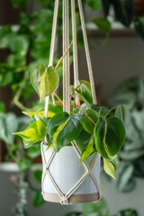 Handmade cotton macrame plant hanger closeup. Philodendron Scandens Brasil hanging from macrame setting at home garden. Green houseplant in handmade holders made of rope. Eco decoration © DimaBerlin