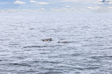 The vast, open waters near Andenes are home to a serene group of pilot whales, captured with the soft skies of the Lofoten Islands above.