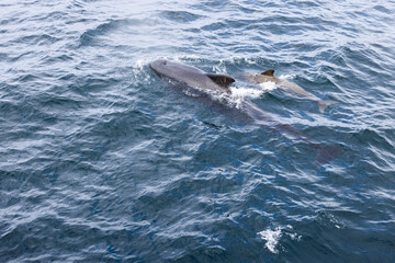 Naklejka premium A mother pilot whale and her calf glide through azure waters, their dark silhouettes contrasting with the water's textured surface
