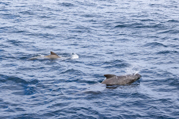 Fototapeta premium Gentle giants of the deep, a duo of pilot whales navigate the Norwegian Sea, their presence marked by soft splashes on the water's rippled surface
