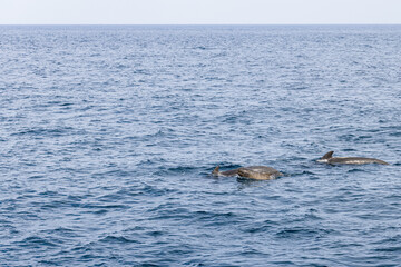 Fototapeta premium A family of pilot whales (Globicephala melas) including a young calf, navigates the cool, textured waters of the Norwegian Sea, off the scenic Andenes coas