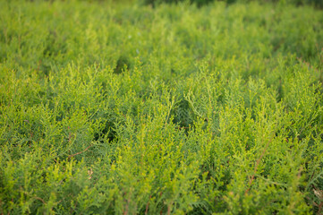 green branches of a coniferous shrub