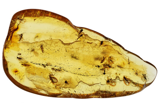 Baltic amber with 30 gnats (Sciaridae) isolated on white background