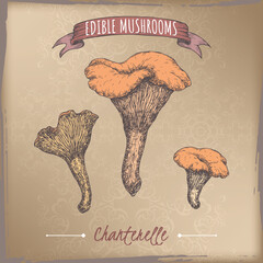 Cantharellus cibarius aka golden chanterelle color sketch on vintage background. Edible mushrooms series. - 739338885