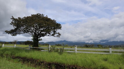 tree in the field
