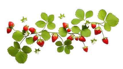 fresh strawberry leaves png