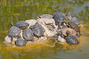 red-eared turtles basking in the sun