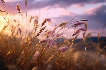 Fototapeta premium Soft purple hues of sunset sky over a serene field of golden grass.