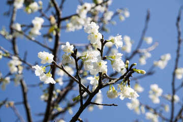 Beautiful blooming Cherry blossoms.