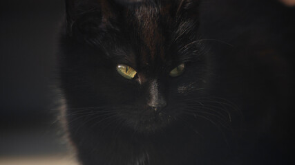 black cat with green eyes. close-up of a black cat's face