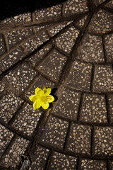 Single yellow apricot flower on the tile floor background