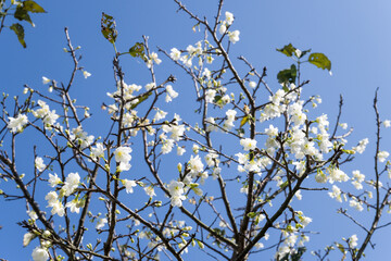 Beautiful blooming Cherry blossoms.