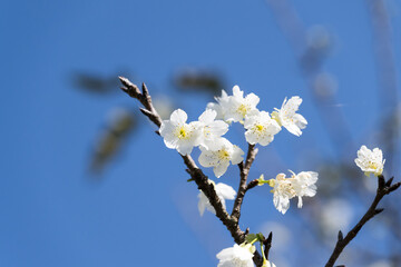 Beautiful blooming Cherry blossoms.