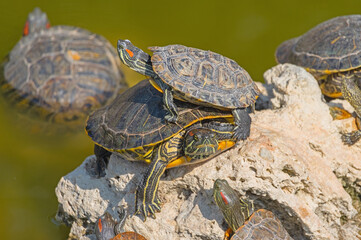 red-eared turtles basking in the sun