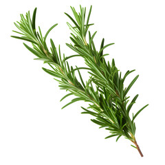 Fototapeta premium Rosemary isolated on white and transparent background, Top view.