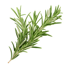 Rosemary isolated on white and transparent background, Top view.