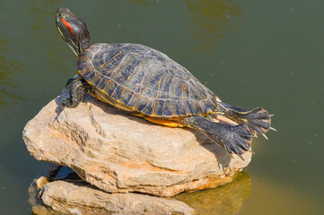 red-eared turtles basking in the sun