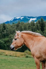 Norwegian Fjord horse in pasture in the mountains on a cloudy day