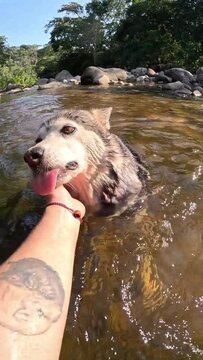 Perrito Husky refresc&aacute;ndose un d&iacute;a caluro de verano en la ciudad peruana de Tarapoto, en la selva de per&uacute;.