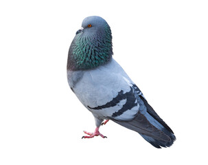 the big Beautiful pigeon