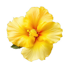 fresh yellow Hibiscus png