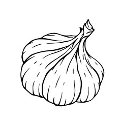 Sketch, doodle of garlic root vegetable. Vector graphics.