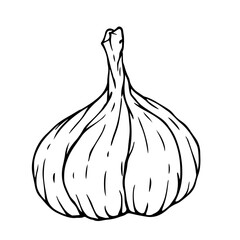 Sketch, doodle of garlic root vegetable. Vector graphics.