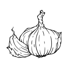 Sketch, doodle of garlic root vegetable. Vector graphics.