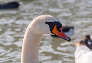 close-up of the swan's head