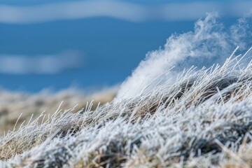 Obraz premium grass in the snow