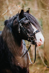 Shire warrior stallion with medieval tack in the forest