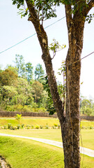 trees in the park