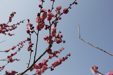 Cherry Blossom isolated in sky