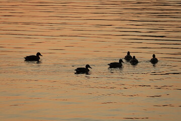 Enten in der Abendsonne